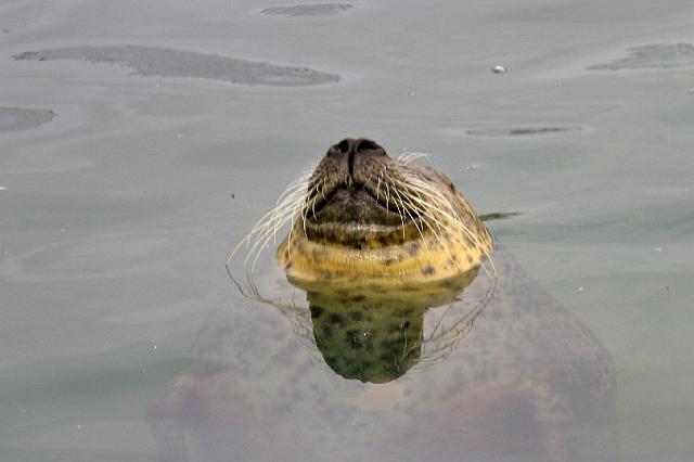 049 Texel.jpg